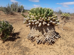 Euphorbia esculenta