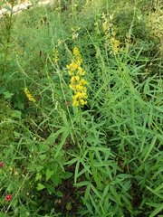 Crotalaria lanceolata