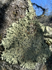 Flavopunctelia flaventior