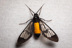 Cosmosoma stibosticta