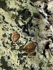 Flavopunctelia flaventior