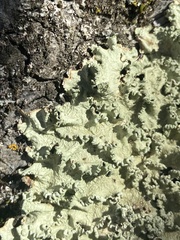 Flavopunctelia flaventior