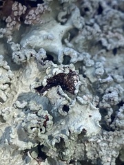 Flavopunctelia flaventior