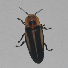 Cratomorphus diaphanus