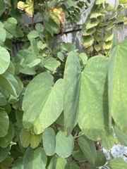 Bauhinia variegata