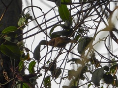 Phylloscopus umbrovirens