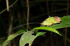 Pterochroza ocellata