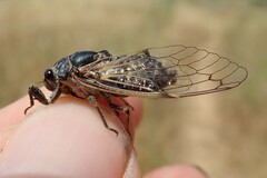 Cicadatra atra