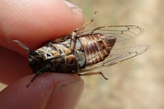 Cicadatra atra