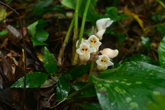 Acanthophippium striatum