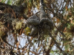 Zosterops eurycricotus