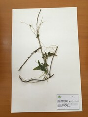 Diplolepis geminiflora