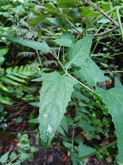 Canarina canariensis