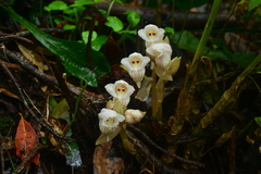 Acanthophippium striatum