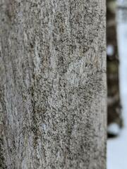 Chaenotheca hispidula