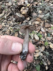 Entolomataceae