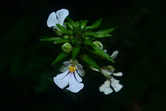 Calanthe alismifolia