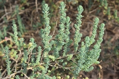 Suaeda pruinosa