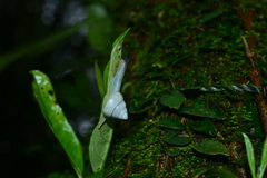 Satsuma albida