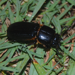 Passalus