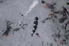 Dendrocopos major