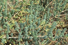 Suaeda pruinosa
