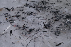Dendrocopos major
