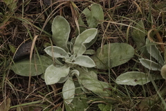 Stachys byzantina