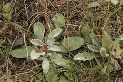 Stachys byzantina