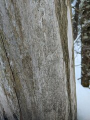 Chaenotheca hispidula