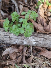 Veronica hederifolia