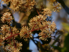 Ixora brachiata