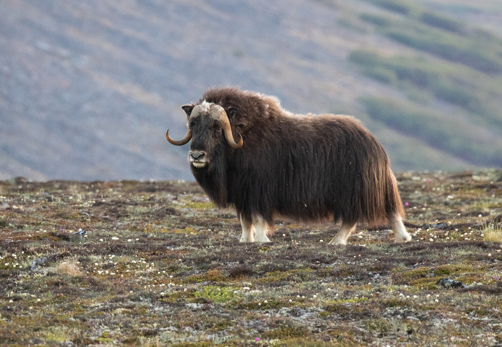 Ovibos moschatus, Kuzitrin Rd, AK, US, by skye_haas