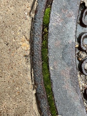 Bryum argenteum