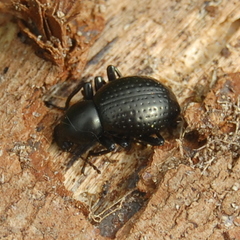 Sphaerotus curvipes