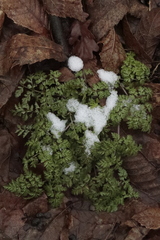 Anthriscus sylvestris