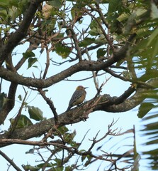 Melanerpes hoffmannii