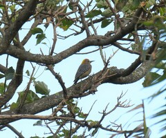 Melanerpes hoffmannii