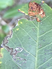 Stigmella heteromelis
