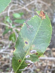 Stigmella heteromelis