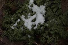 Anthriscus sylvestris