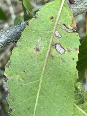Stigmella heteromelis