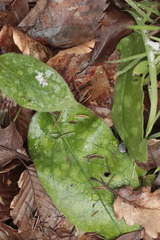 Pulmonaria