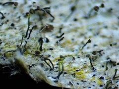 Chaenotheca hispidula