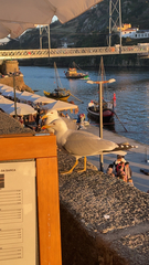 Larus michahellis