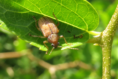 Colaspis cribricollis