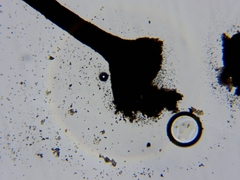 Chaenotheca hispidula