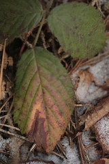 Phragmidium violaceum