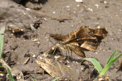 Anisochoria sublimbata