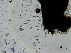 Chaenotheca hispidula